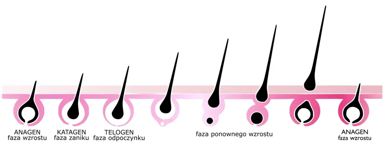 cykl wzrostu rzęs schemat