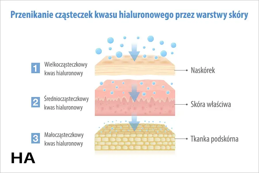 Rodzaje kwasu hialuronowego masa cząsteczkowa